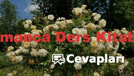10. Sınıf Almanca Ders Kitabı Cevapları