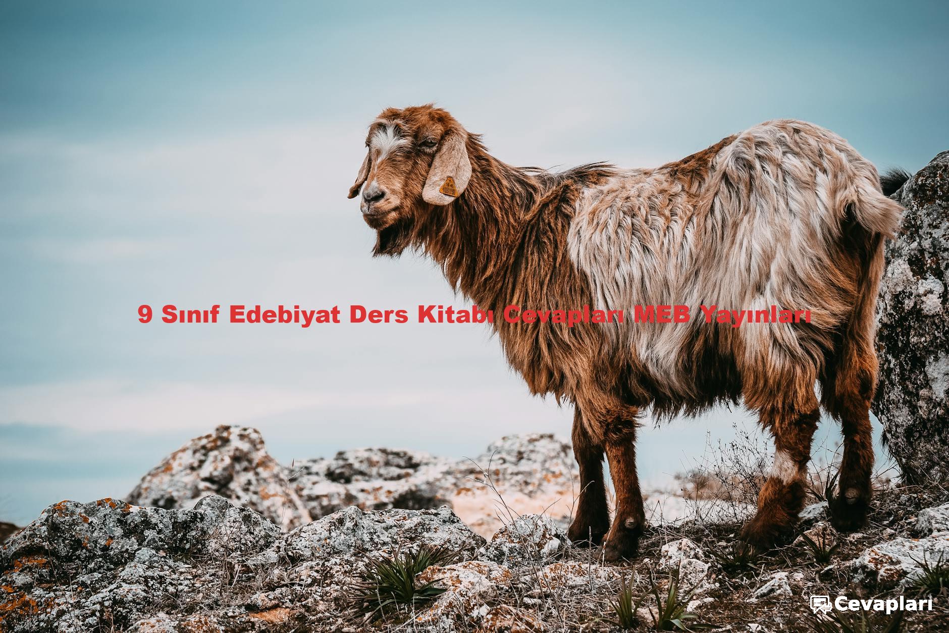 9 Sınıf Edebiyat Ders Kitabı Cevapları MEB Yayınları
