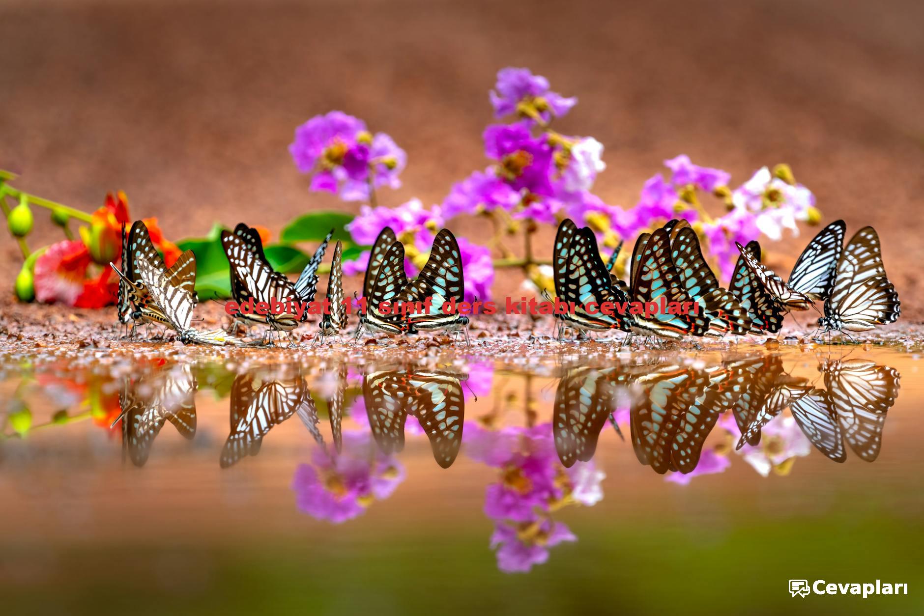 edebiyat 11 sınıf ders kitabı cevapları