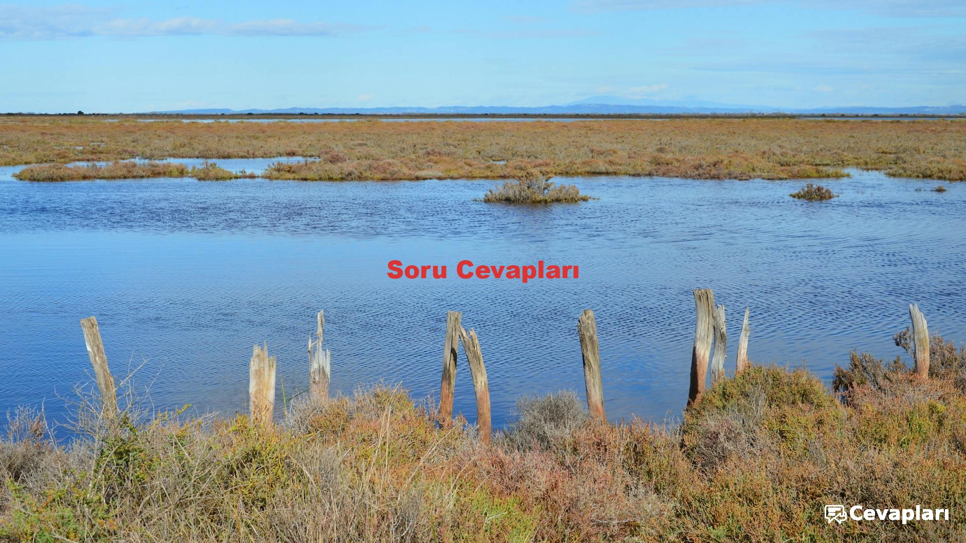 Soru Cevapları