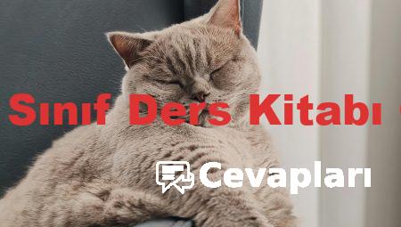 Türkçe 7 Sınıf Ders Kitabı Cevapları