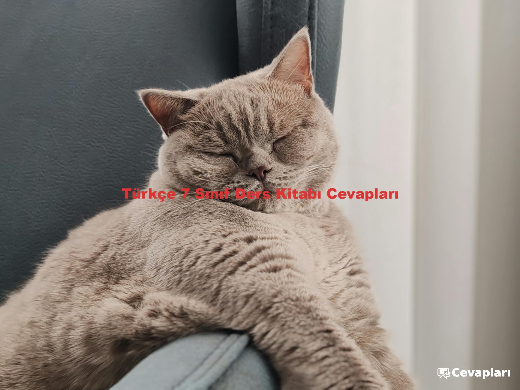 Türkçe 7 Sınıf Ders Kitabı Cevapları