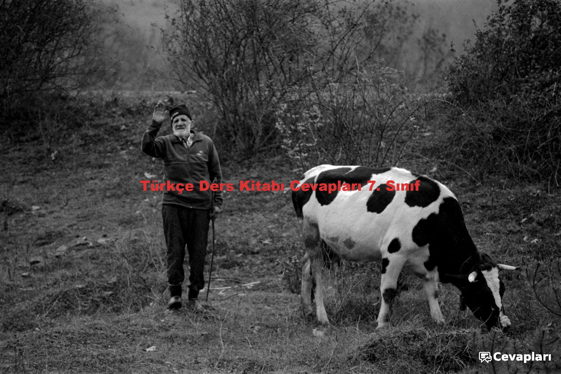 Türkçe Ders Kitabı Cevapları 7. Sınıf