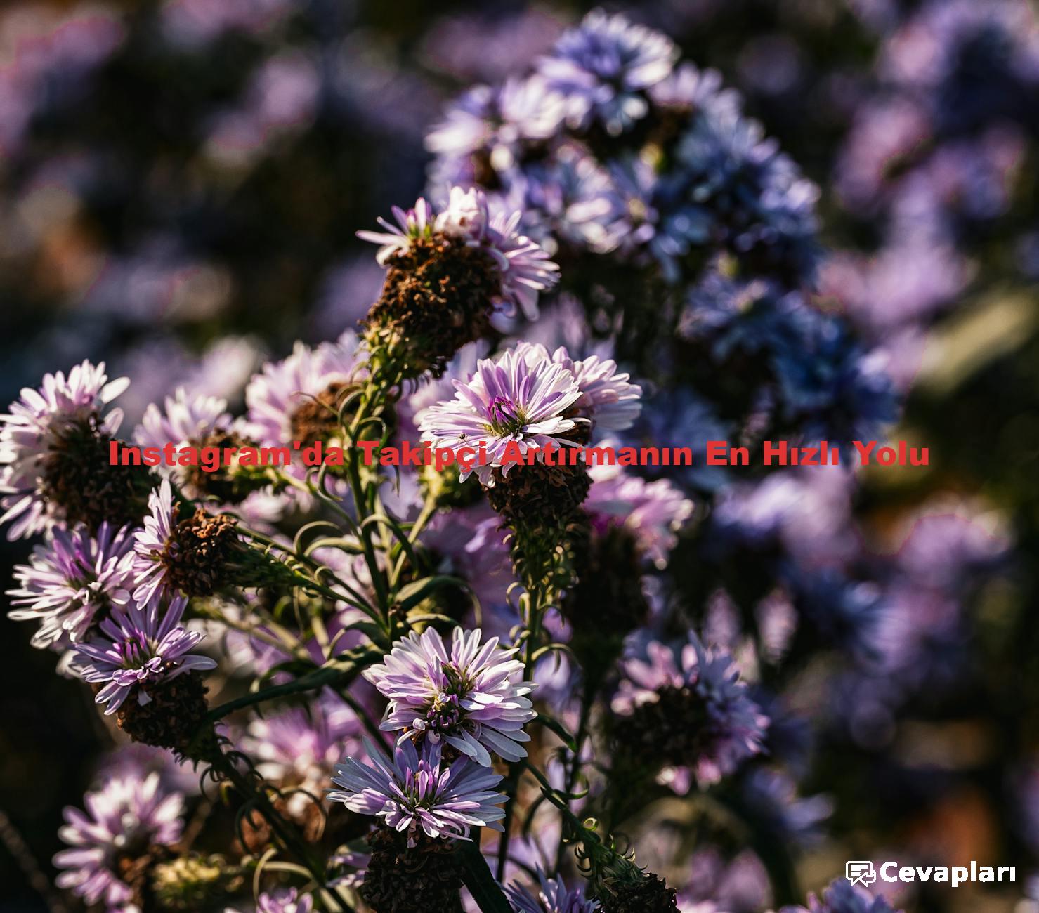 Instagram'da Takipçi Artırmanın En Hızlı Yolu